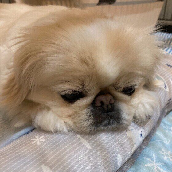 ペキニーズのペー子ちゃん