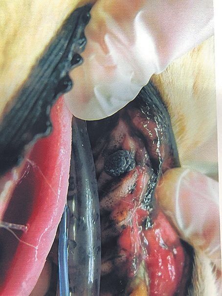 口の中にできた悪性黒色腫。腫瘍は黒くないケースもあります（写真提供／ノヤ動物病院）