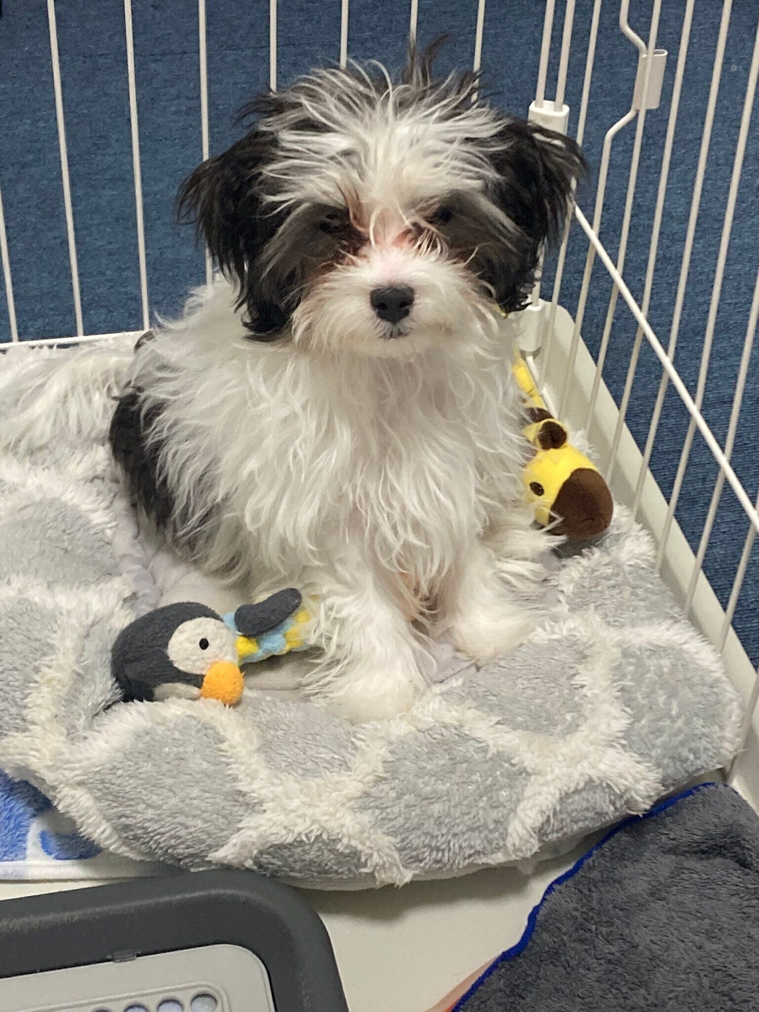 生後4カ月頃の犬