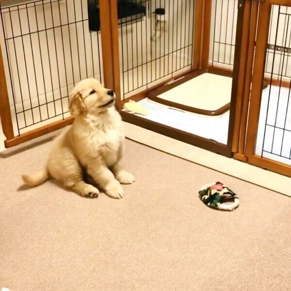 寝る時間なのに遊びたくなってしまったコメちゃん