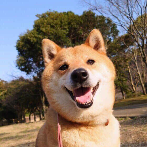 犬が散歩中に急に走り出すとなぜ危険？ 犬が突然走るリスクを獣医師に聞いた いぬのきもち