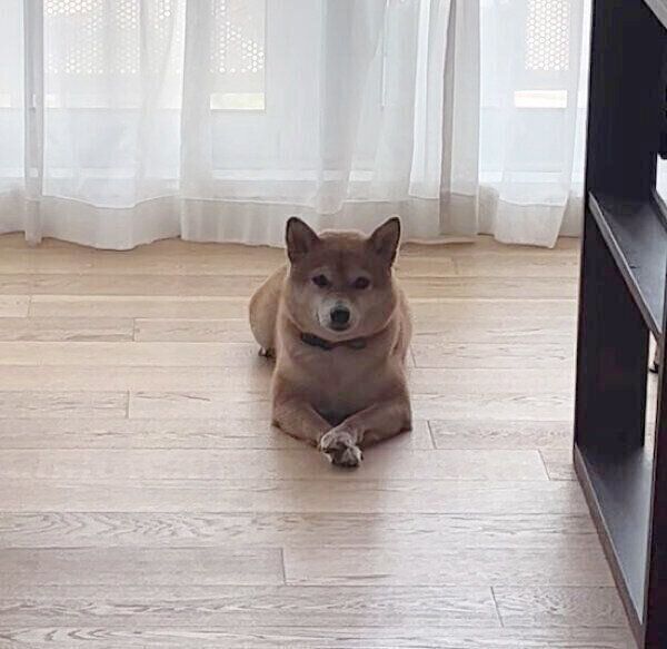 メイク中の飼い主さんを監視するあんこちゃん