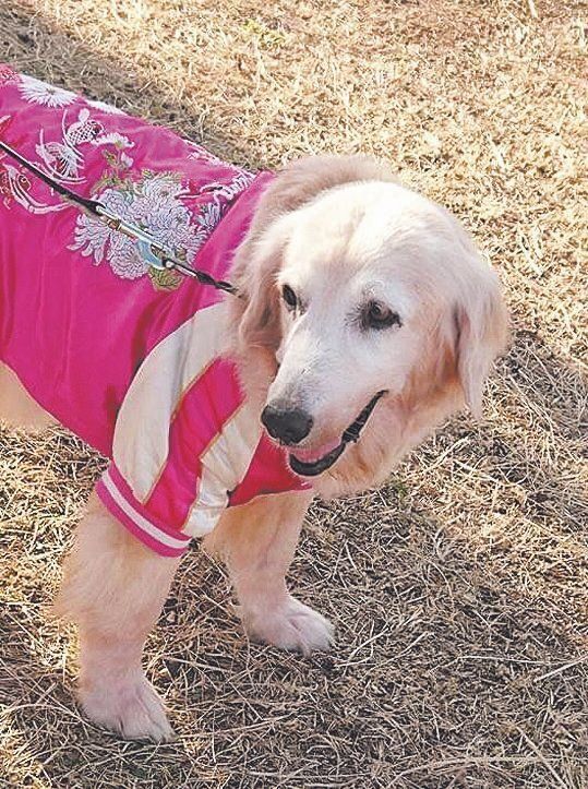 ケンの家で看取られたゴールデンレトリーバーのエレンちゃん。足の裂傷を負った状態で保護されたそう