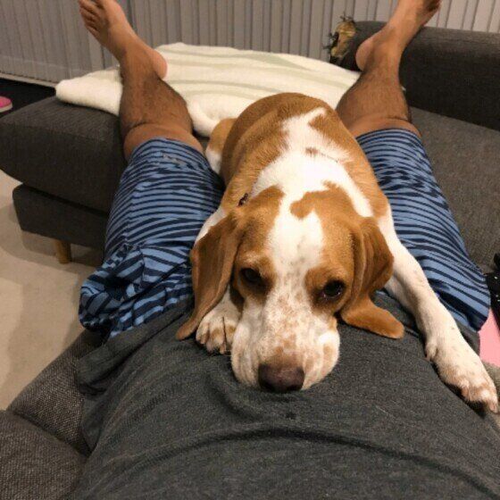 ビーグルのロアちゃん