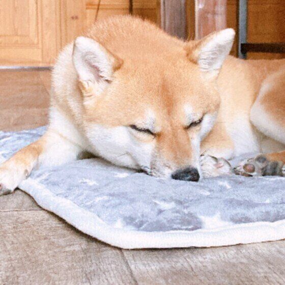 眠る柴犬