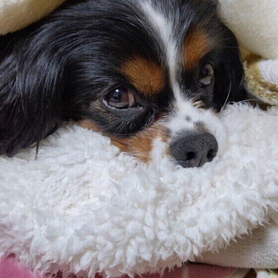 キャバリア・キング・チャールズ・スパニエルのボリくん