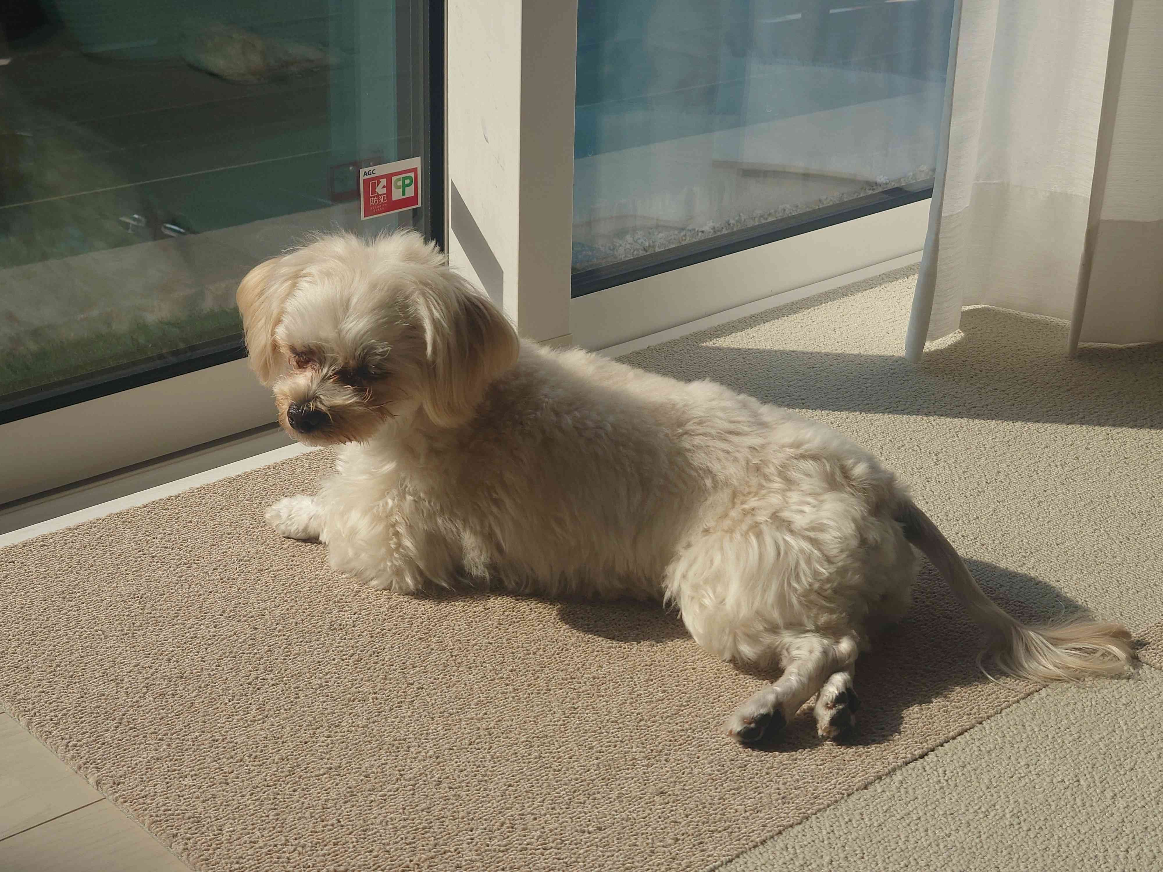 日向ぼっこ中の犬