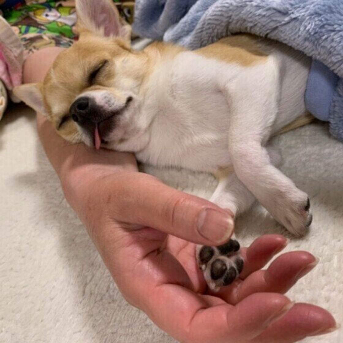 飼い主の 腕枕 で寝るのが好きな犬の心理は 注意点などを獣医師が解説 いぬのきもちweb Magazine 飼い主の 腕枕 で寝るのが好きな犬の心理は 注意点などを獣医師が解説 いぬのきもちweb Magazine