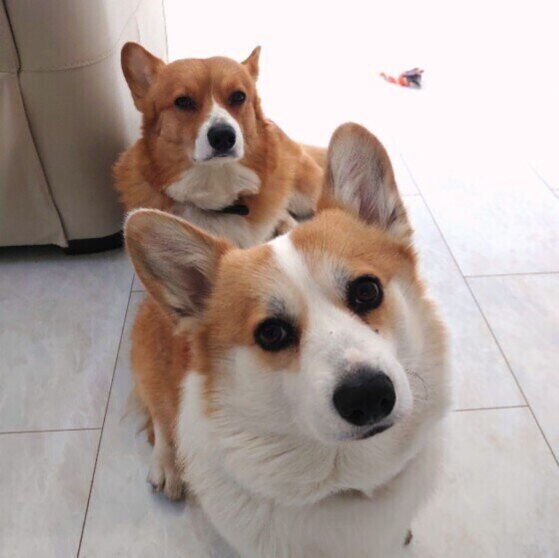 この人大好き 犬が一緒にいたい人の特徴4つ いぬのきもちweb Magazine この人大好き 犬が一緒にいたい人の特徴4つ いぬのきもちweb Magazine