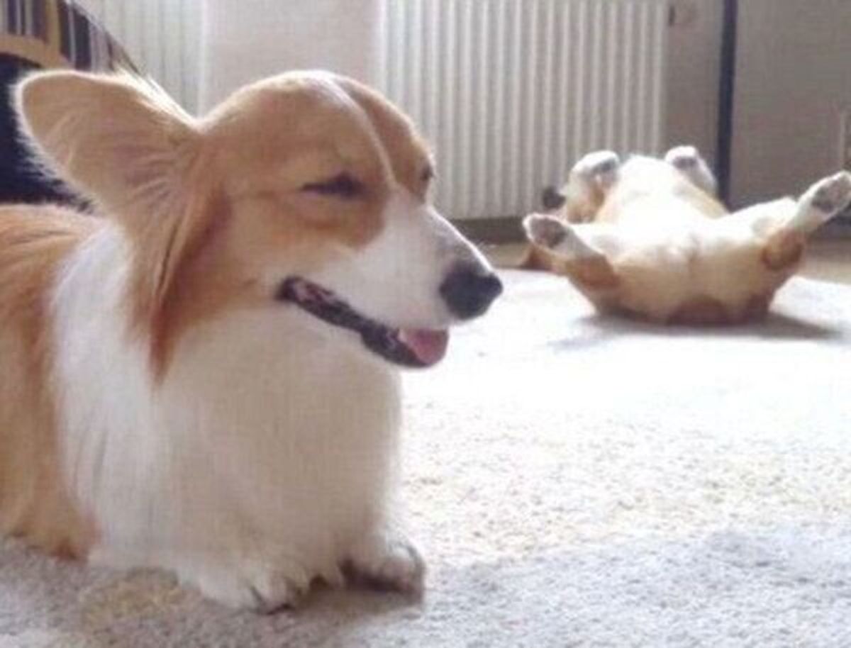大胆なへそ天が最高のコーギー兄妹 性格も行動も対照的なコンビだった いぬのきもちweb Magazine 大胆なへそ天が最高のコーギー兄妹 性格も行動も対照的なコンビだった いぬのきもちweb Magazine