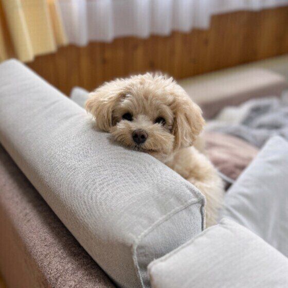 お母さんを待っているはるちゃん