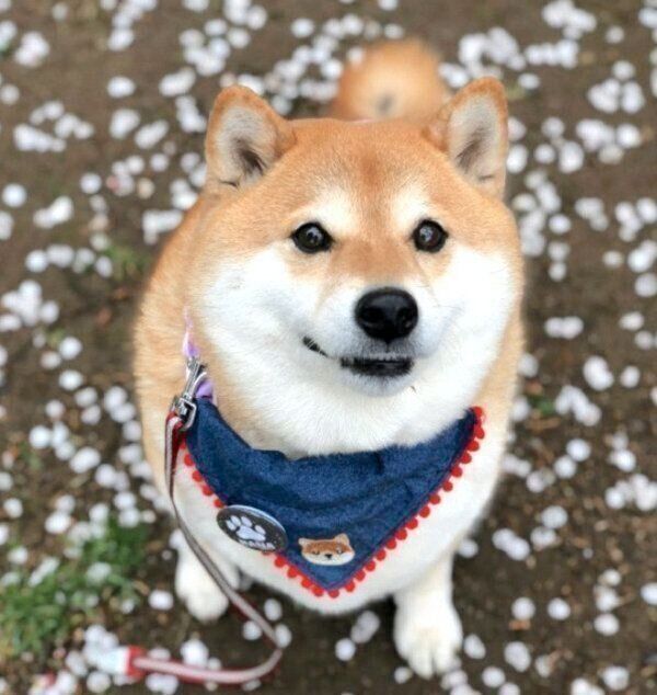 ルンルンなハナちゃん