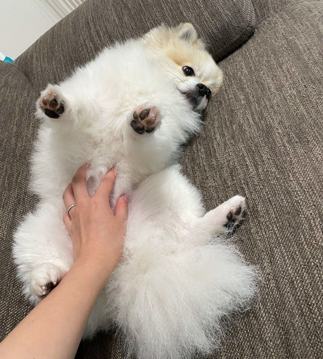 小さき毛玉」だった子犬が、2年後には「立派な毛玉」へ！ 成長