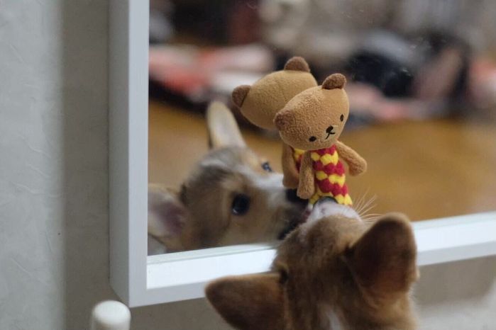 ぬいぐるみを見つめるせこむちゃん