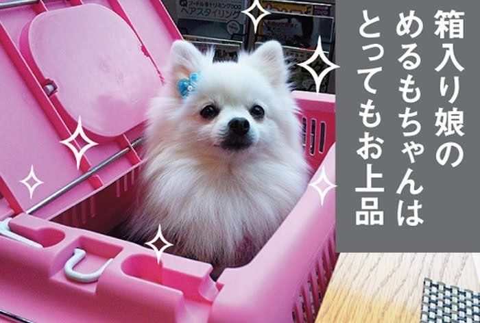 ポメラニアンのめるもちゃん