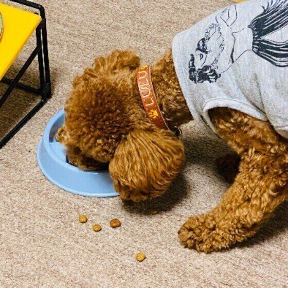 トイ・プードルのルルくん