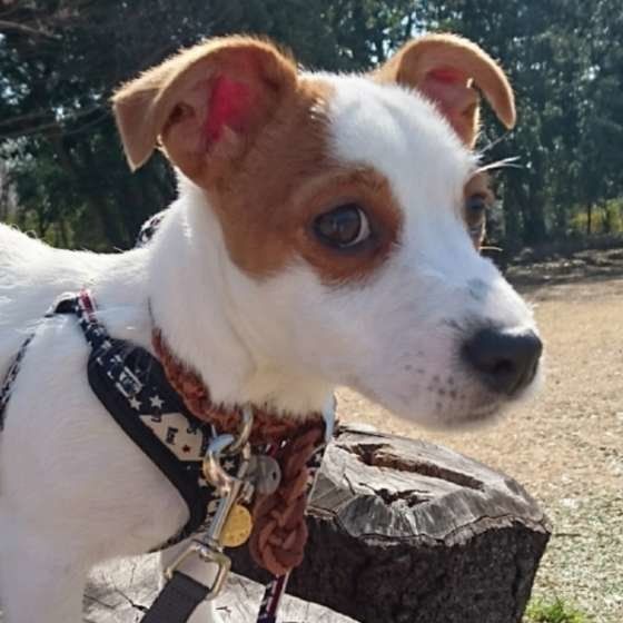 切り株にのるジャック・ラッセル・テリア