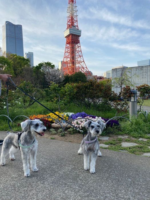 トリミング帰りに公園でお散歩中 2頭ともスッキリした様子