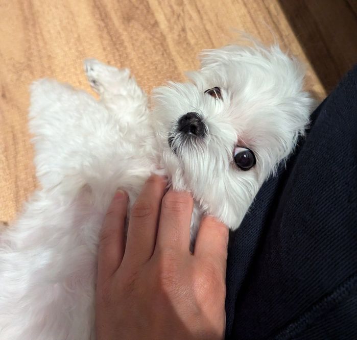 飼い主さんの「おやつ…」の一言に反応する、るうぼいくん(マルチーズ)