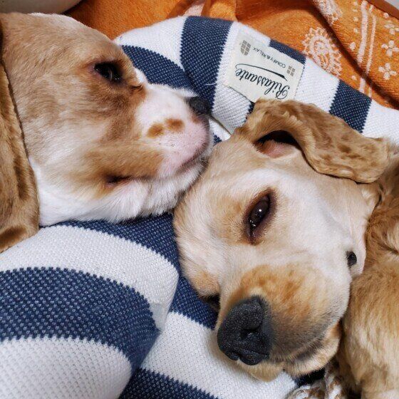 これって吐くサイン？ 犬が吐く前兆と吐いた後の対応を獣医師に聞いた いぬのきもち