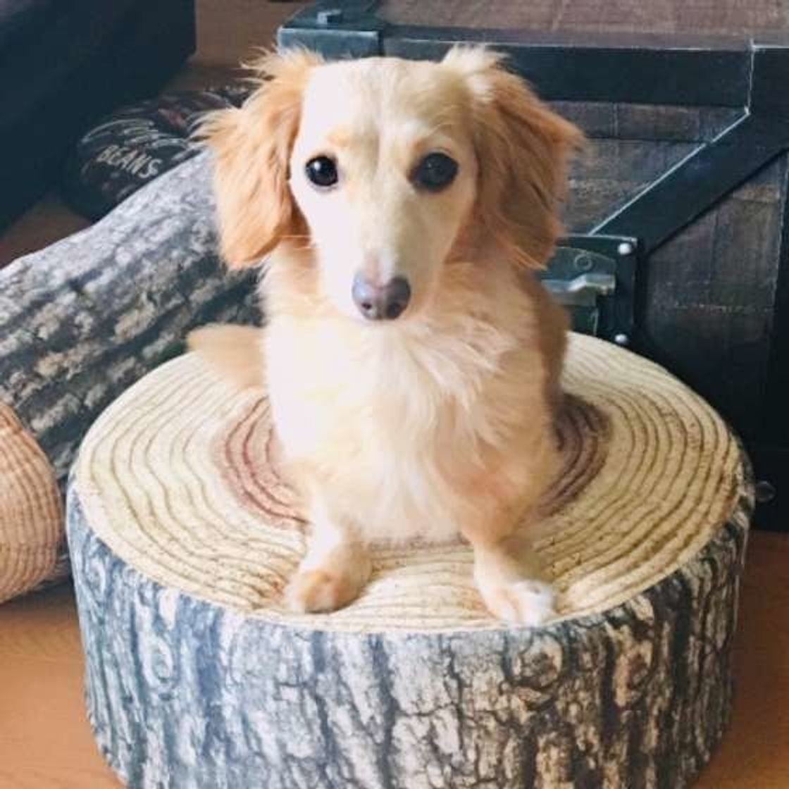 歯ブラシを見ただけで逃げる愛犬 歯磨きはまず 指磨き から いぬのきもちweb Magazine 歯ブラシを見ただけで逃げる愛犬 歯磨きはまず 指磨き から いぬのきもちweb Magazine