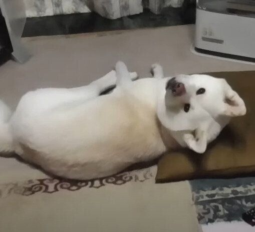 秋田犬のゆうきくん