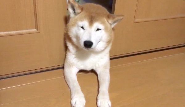 挟まる柴犬・ロペさん