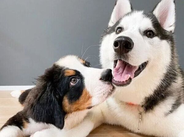 仲良しなシルバくん、ダンテくん