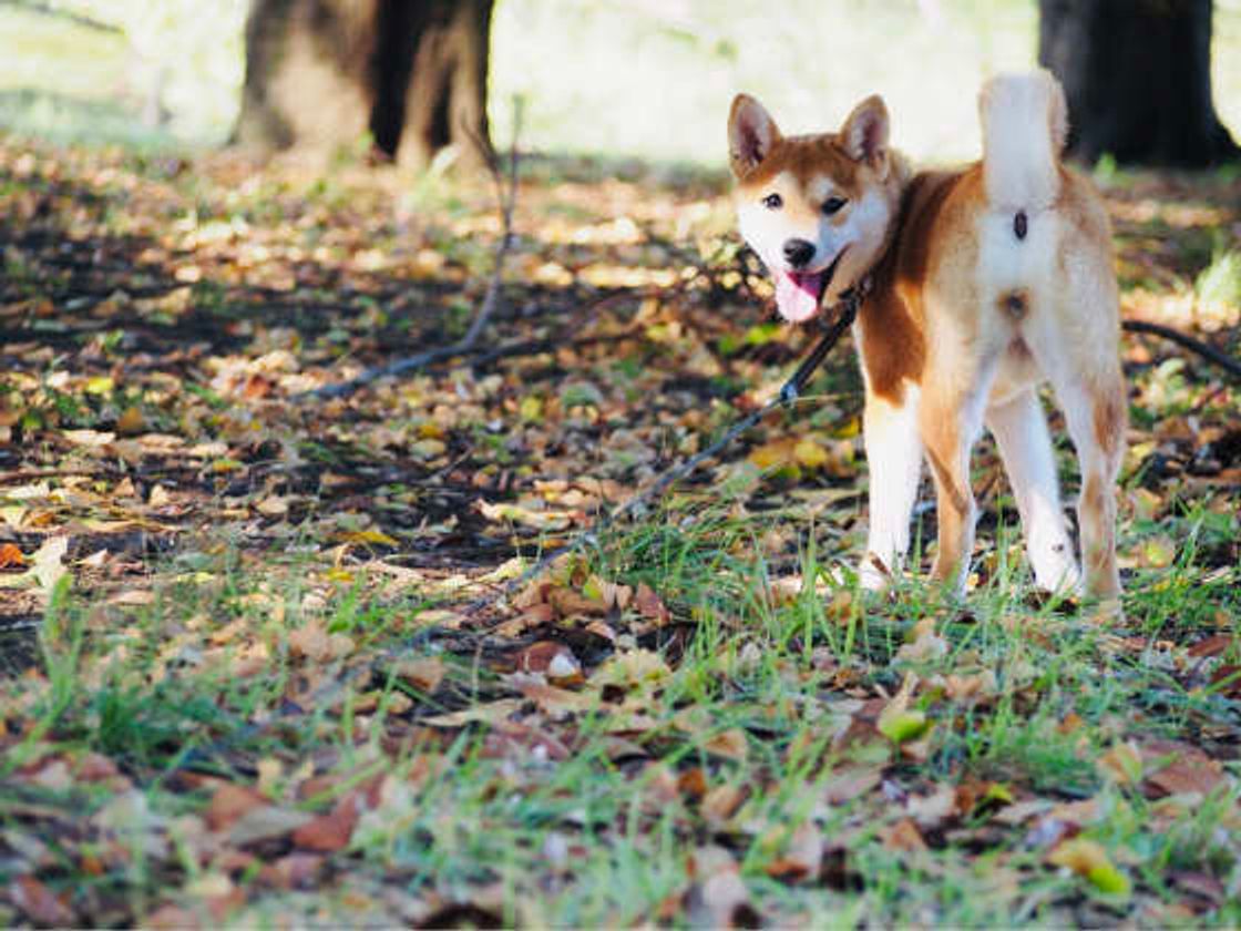 獣医師監修 犬に牛乳はng その理由とあげてもokな種類とは いぬのきもちweb Magazine 獣医師監修 犬に牛乳はng その理由とあげてもokな種類とは いぬのきもちweb Magazine