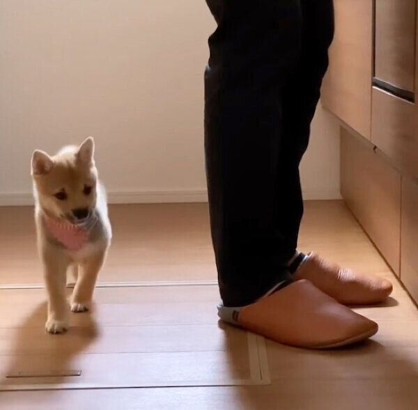 ごはんを待つまるくん