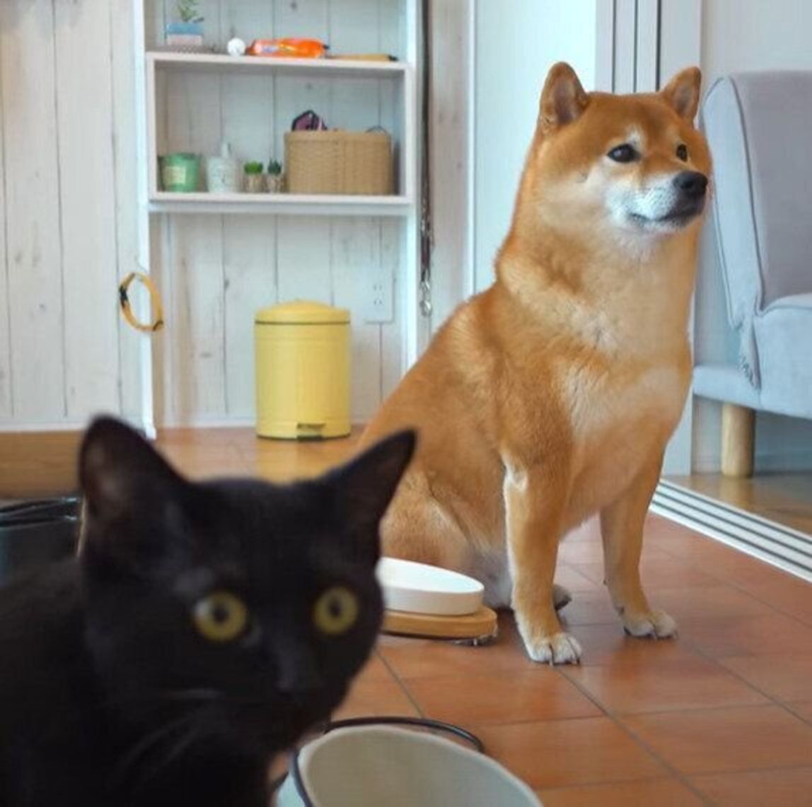 まだゴハンまで1時間あるのに お皿の横に立っておねだりする柴犬と黒猫 いぬのきもちweb Magazine まだゴハンまで1時間あるのに お皿の横に立っておねだりする柴犬と黒猫 いぬのきもちweb Magazine