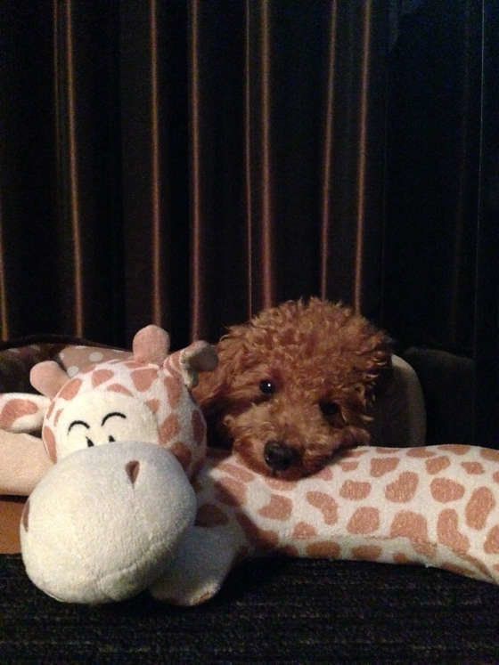 トイ・プードル