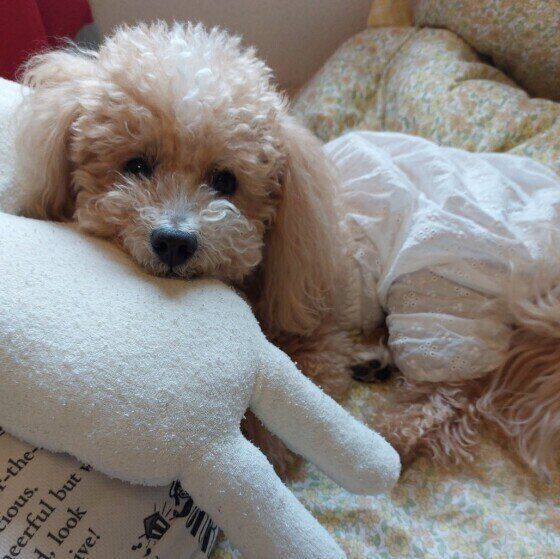 ぬいぐるみにあご乗せするトイ・プードル