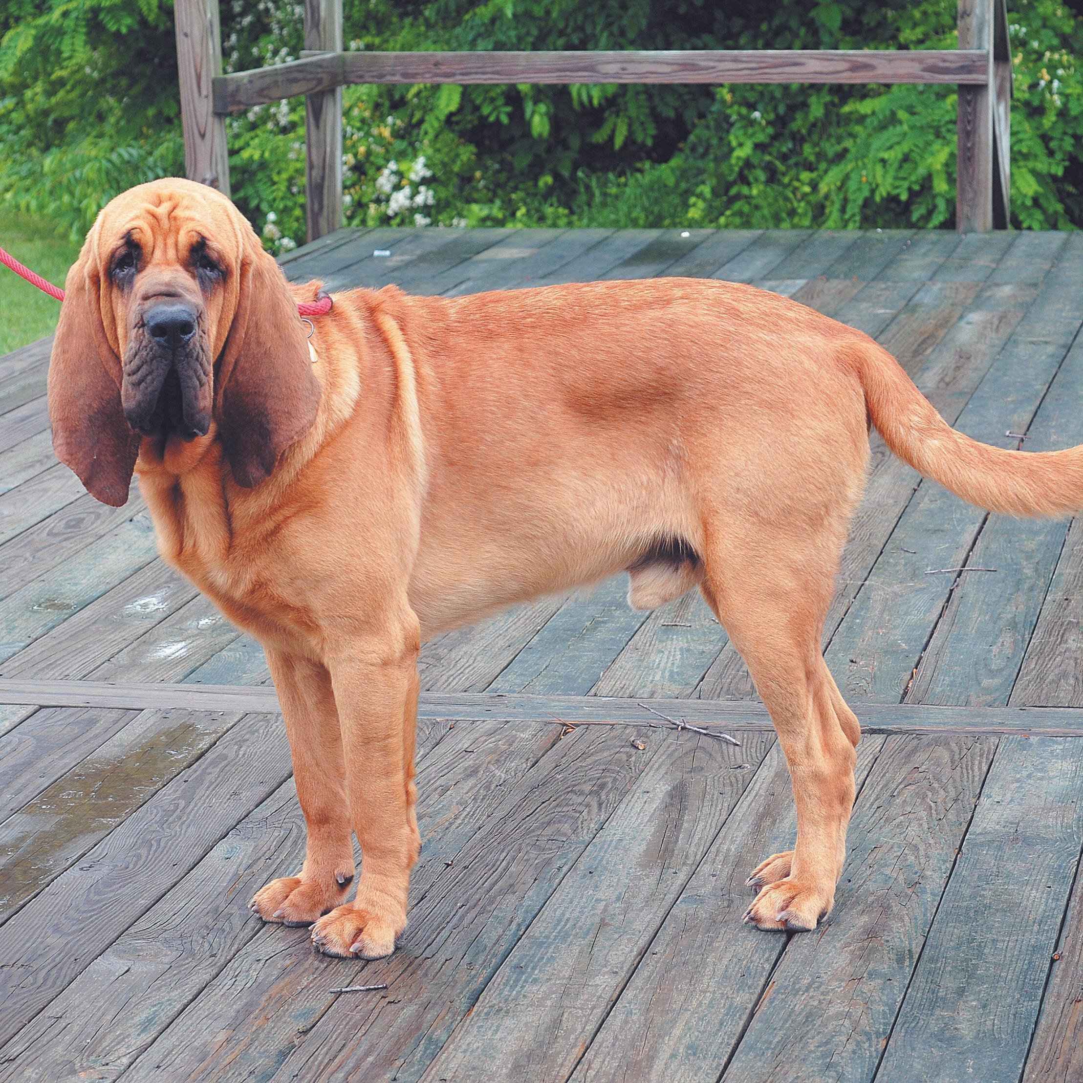 正解はＡのブラッドハウンド