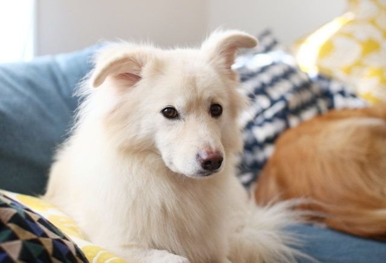 大吉に浮かぶ先代犬 富士丸の面影 穴澤賢の犬のはなし いぬのきもちweb Magazine 大吉に浮かぶ先代犬 富士丸の面影 穴澤賢の犬のはなし いぬのきもちweb Magazine