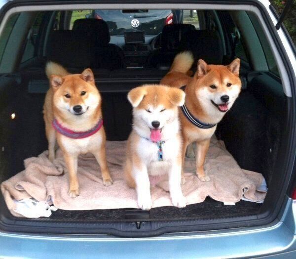 仲良く並ぶじんくん、はちくん、モナちゃん