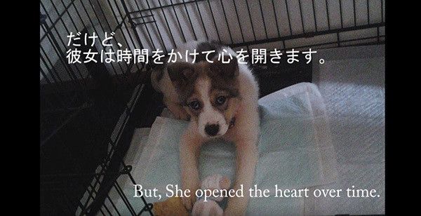 保護犬