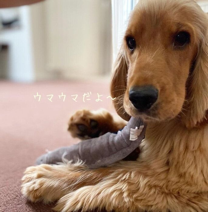 鮮度は落ちてもまだ楽しめているユールくん