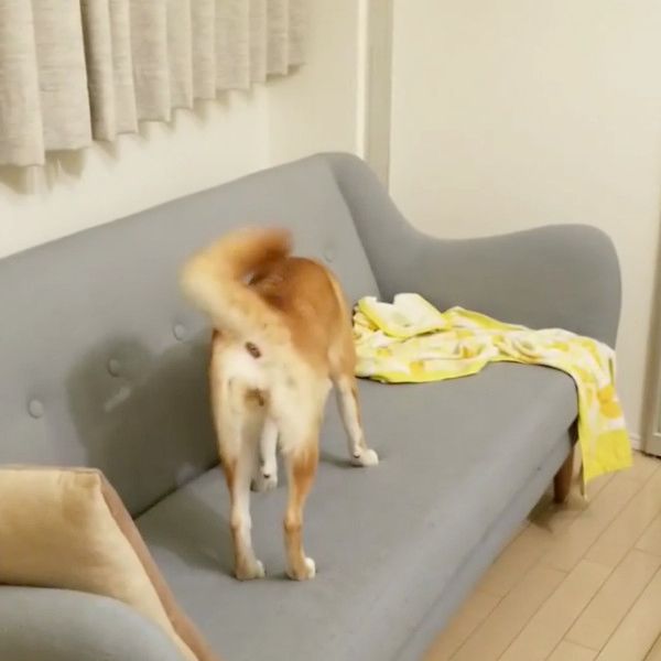 遊ぶ柴犬