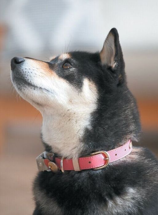 上を向いている柴犬