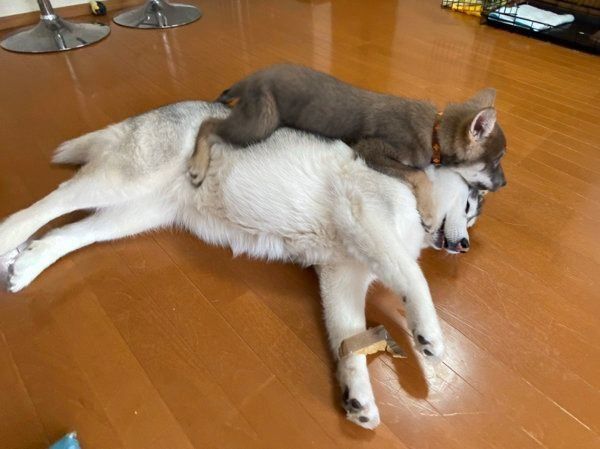 寄り添うアルカちゃんとリカルドくん