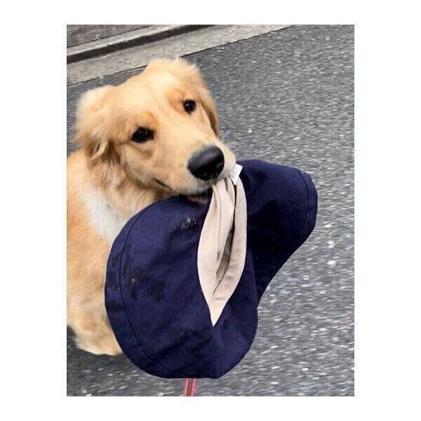 帽子をくわえて歩くうどんちゃん