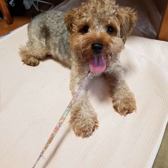 伏せしてお利口にしている犬