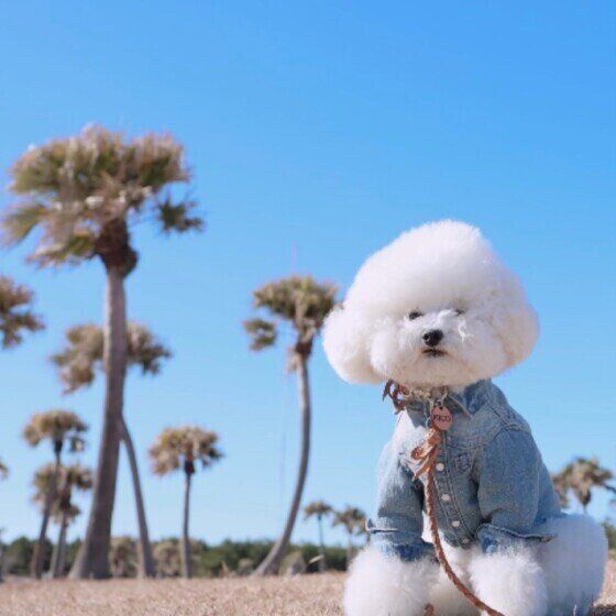 トイ・プードル