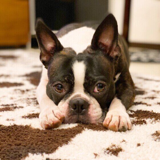 まったりしているボストン・テリア