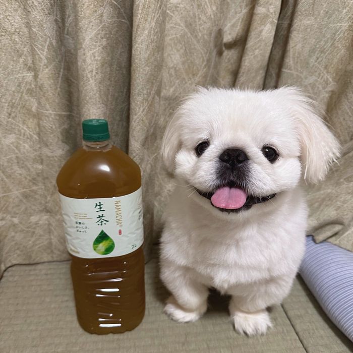 現在5才。ペットボトルのお茶よりも大きく育ちました!