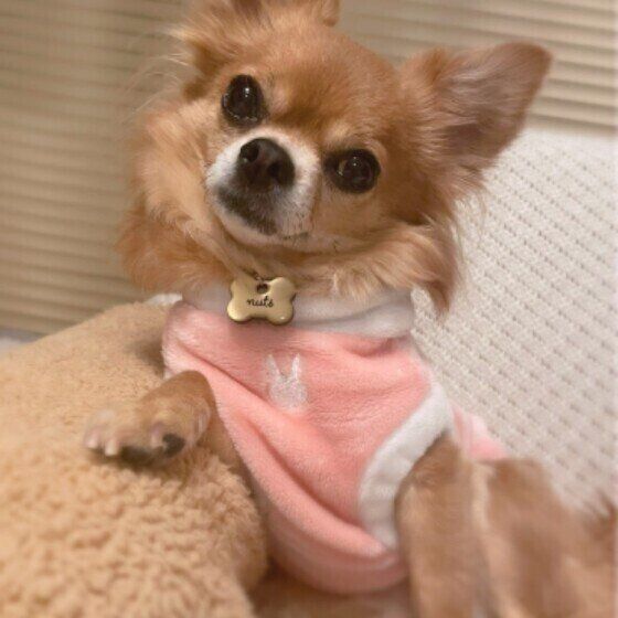 チワワのナッツちゃん