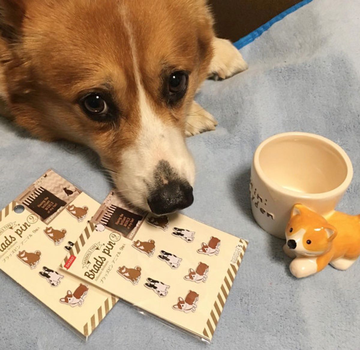 超使える カワイイ ダイソーで必見の100均アイテム6選 いぬのきもちweb Magazine 超使える カワイイ ダイソーで必見の100均アイテム6選 いぬのきもちweb Magazine