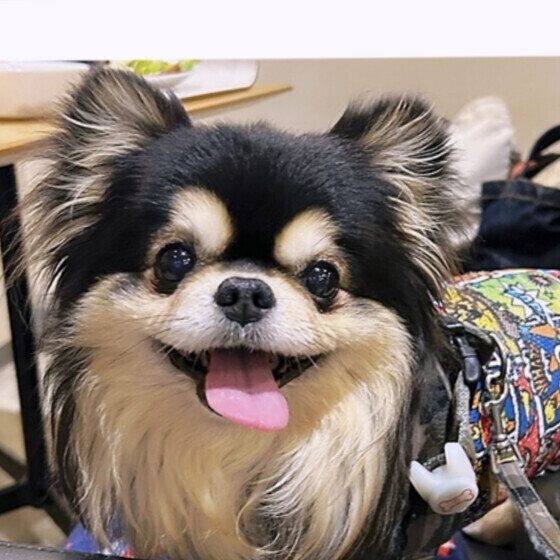 暑い夏は愛犬とどう過ごす？ 考えておきたい夏の犬の飼い方・過ごし方 いぬのきもちWEBMAGAZINE