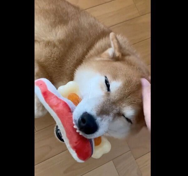 飼い主さんと「感動の再会」をするすずちゃん